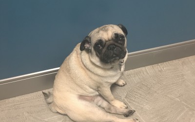 How My Snuggly Pug Reacted to Cytopoint